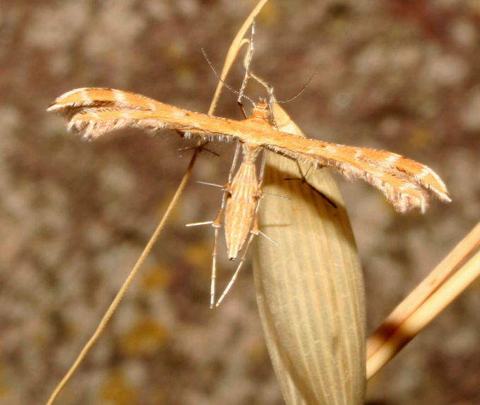 Crombrugghia laetus